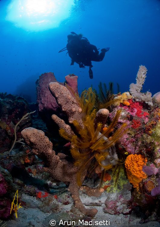 Diver and scenic by Arun Madisetti 