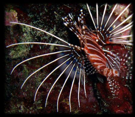 Lionfish Isle of Rota CNMI by Martin Dalsaso 