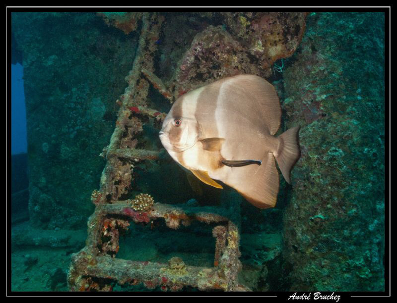 Platax sur l'épave du Thistlegorm. by André Bruchez 