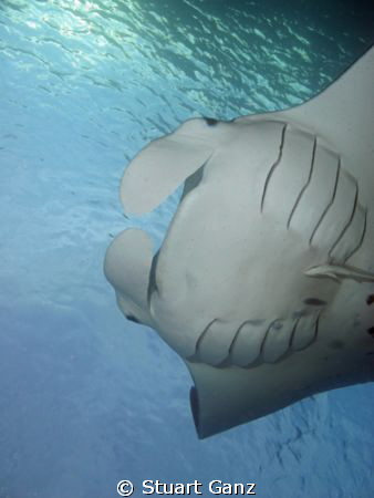 Manta by Stuart Ganz 
