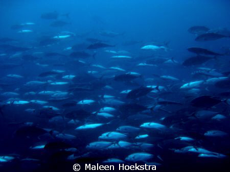Kingfish by Maleen Hoekstra 