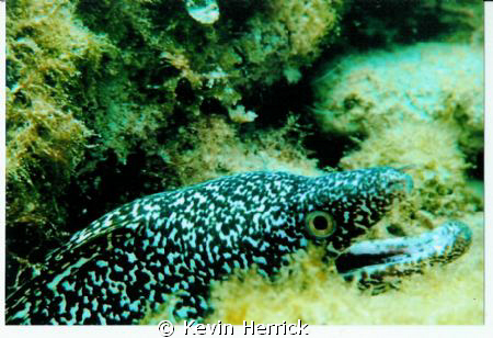 Spotted Morray taken with a point and shoot Sony by Kevin Herrick 