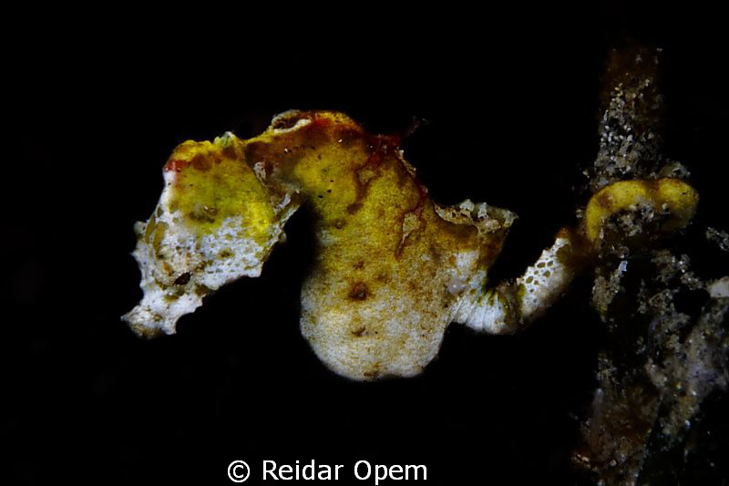 Hippocampus Pontohi in Lembeh strait by Reidar Opem 