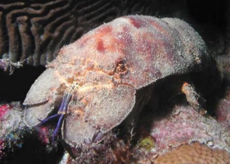 Spanish Lobster - Grenada by Dale Treadway 