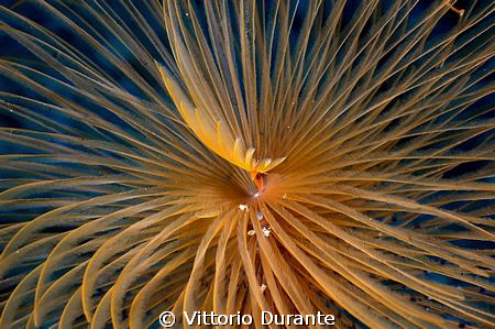Giant fan worm (2) by Vittorio Durante 
