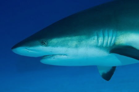 Caribbean Reef Shark off Grand Cayman by Paul Colley 