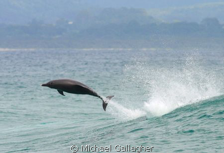 Dolphin leap, early morning at the lighthouse, Byron Bay,... by Michael Gallagher 