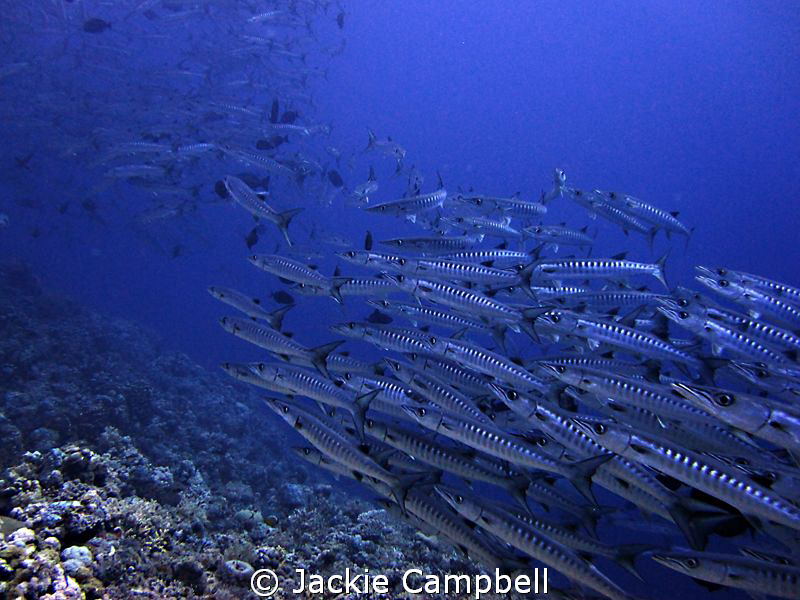 Barracuda train......
canon ixus , fisheye lens, mwb. by Jackie Campbell 