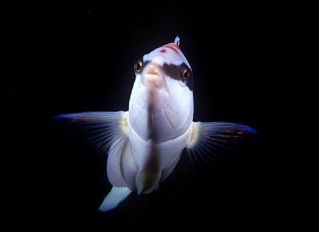 A curious comb wrasse, off Shark Point in Sydney. These f... by Akos Lumnitzer 