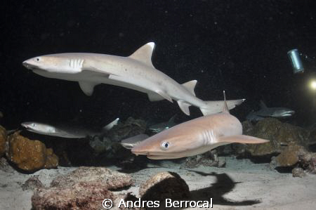 Night dive, coco island, Costa Rica Taken with a nikon D9... by Andres Berrocal 