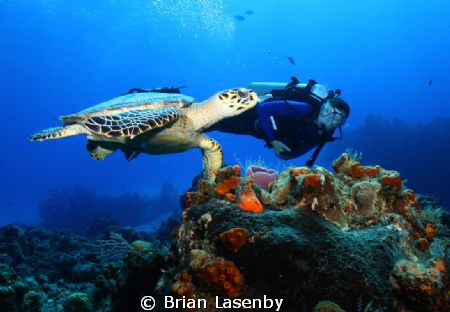 Hawksbill turtle and diver - Cozumel by Brian Lasenby 