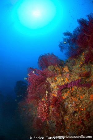 Habitat corralligeno - Mediterraneo by Enrico Zanzarella 