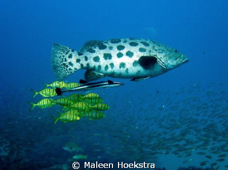 Potato Bass and friends by Maleen Hoekstra 