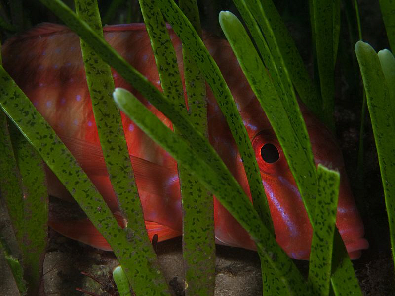 Blue-spotted Goatfish, Bare Island by Doug Anderson 
