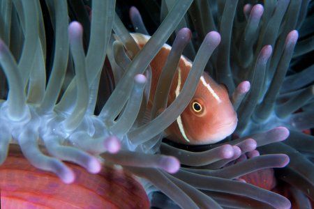 "Curious"
The nosestripe clownfish was darting in and ou... by Brian Welman 