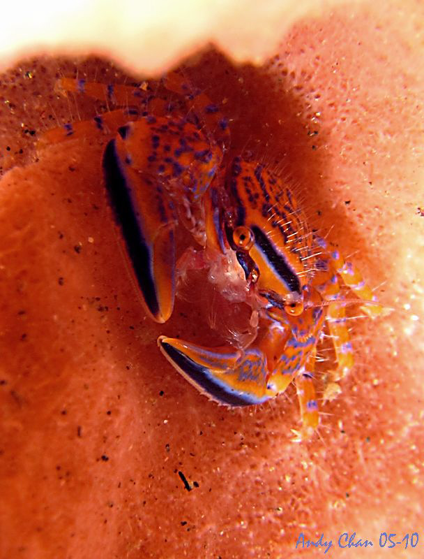 Barrel Sponge Porcelain Crab
Canon S 90 + Nikonos SB 105... by Andy Chan 
