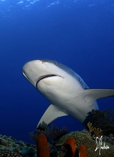 This image was taken during a dive at Ginormous Reef. The... by Steven Anderson 