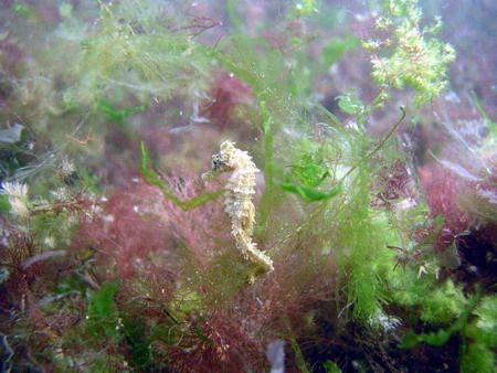 Seahorse, Black Sea 2004 by Serban Virgil Ionescu 