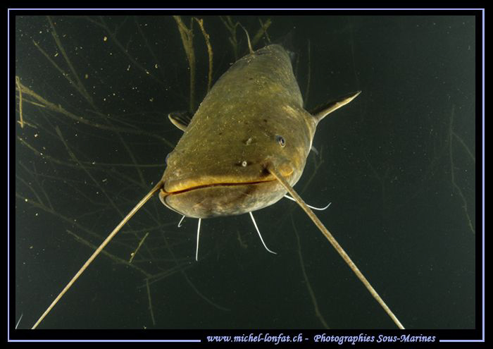 A first time encounter with this Wels (Silurus glanis Lin... by Michel Lonfat 