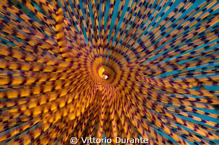 Giant fan worm (3) by Vittorio Durante 