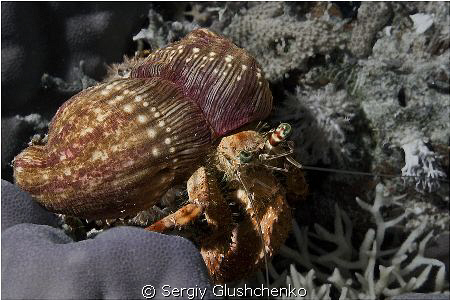 Crab+anemones by Sergiy Glushchenko 