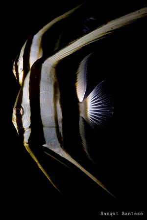 Twin Batfish by Sangut Santoso 