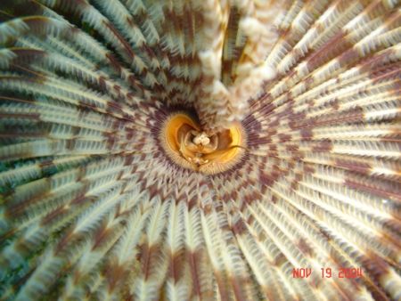 Magnificent Feather Duster photographed at Pelican Island... by Mo Sallah 