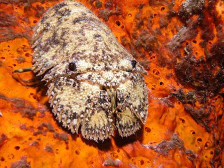 Slipper Lobster by Brocken Rudi 