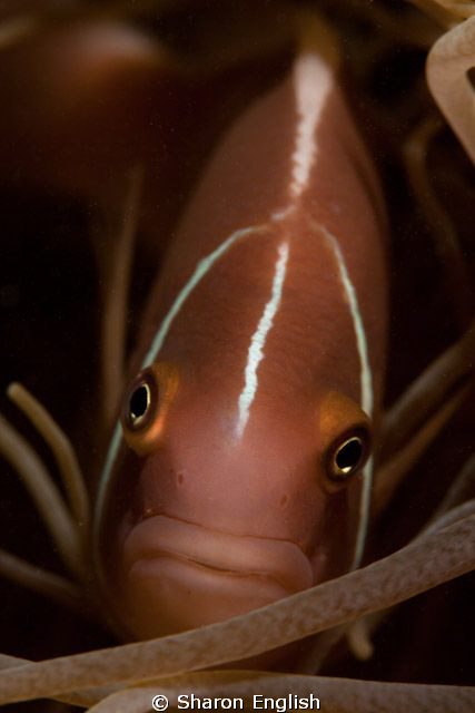 Anemone Hide 'n Seek by Sharon English 