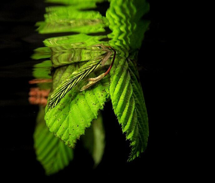 Green leaves by Veronika Matějková 