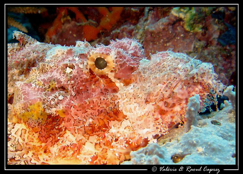 Colorful scorpion fish in Maldives by Raoul Caprez 