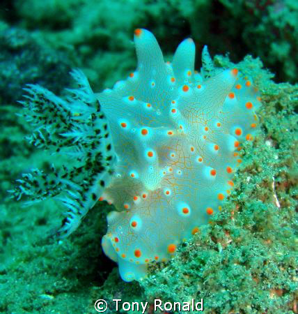 Cool Nudibranch by Tony Ronald 