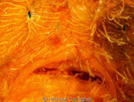 Striped Frogfish (or Striped Anglerfish as we Aussies cal... by Michael Gallagher 
