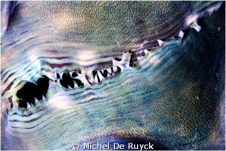 Detail of a giant clam or the planet Neptune, you tell me... by Michel De Ruyck 