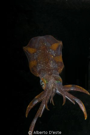 Night dive in Cagayan Island - PH - Nikon D300, 105 mm - ... by Alberto D'este 