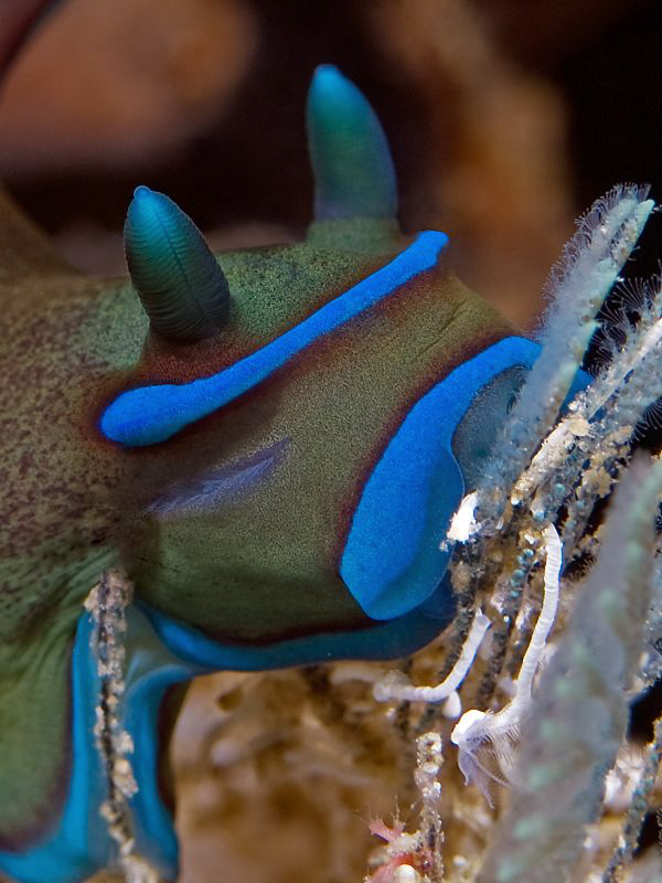 "Enjoy your meal"
Nudibranch seen at Kaai Village, moalb... by Henry Jager 