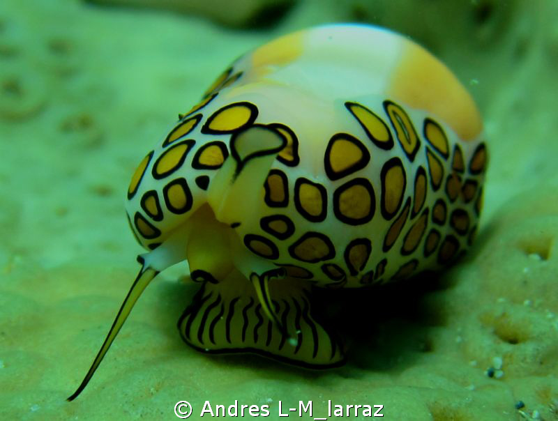 FLAMINGO TONGUE ?Cyphoma gibbosum by Andres L-M_larraz 
