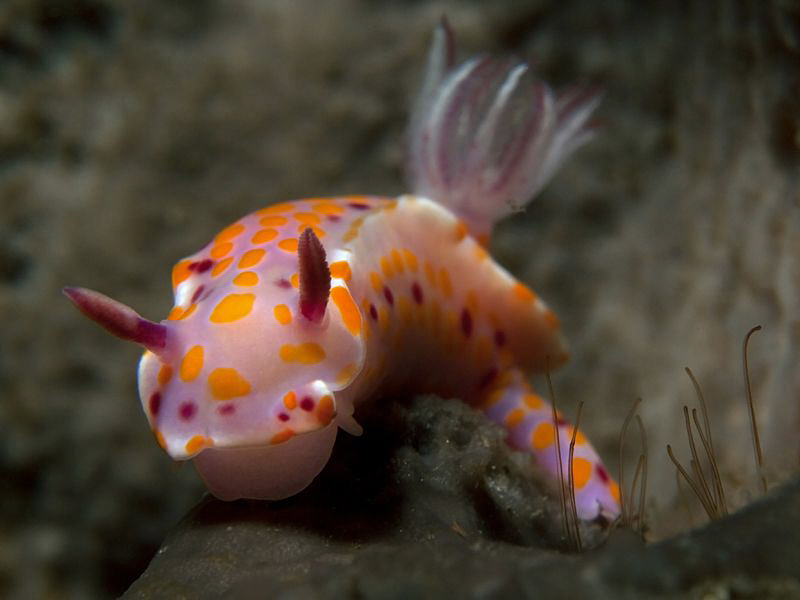 Ceratosoma amoena, Bare Island by Doug Anderson 