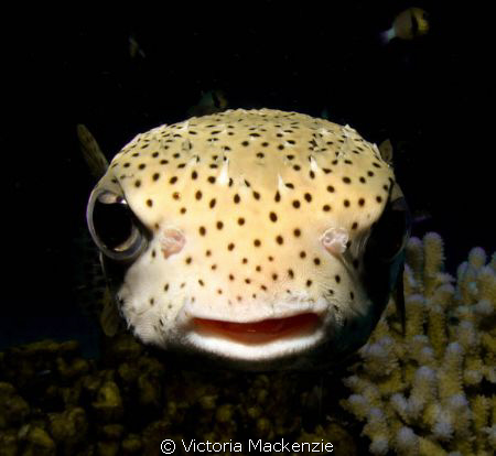 Peekaboo! Porcupine Puffer (cropped) by Victoria Mackenzie 