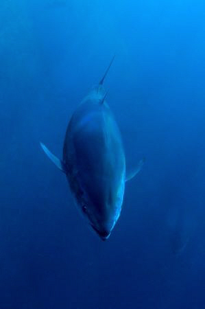 Bluefin Tuna by Paul Colley 