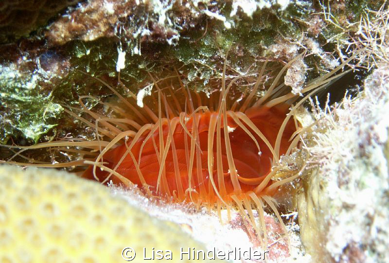 Fire Clam at Karpata -Bonaire by Lisa Hinderlider 