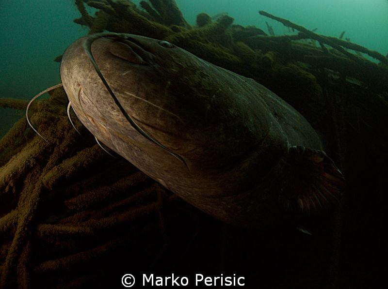 A very large Wels Catfish about 2m in length. by Marko Perisic 