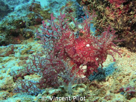 Rhinopias by Vincent Pilot 