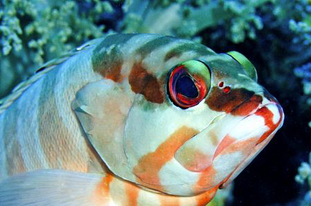 Backtip Grouper by Paul Colley 