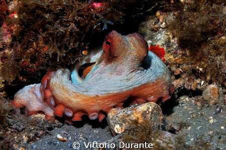 A very nice octopus by Vittorio Durante 