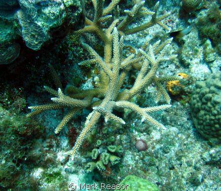 Staghorn coral as the focus by Mark Reasor 