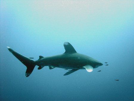 white tip oceanic shark in quseir (elphingstone, Egypt) by Dourieu Charles 