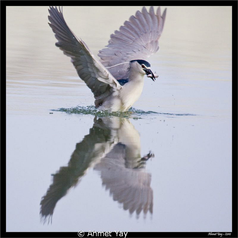 Night heron in hunt by Ahmet Yay 