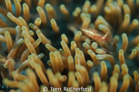 Dive number 1 after sitting in a bus for 3 hours! Lots of... by Tom Rutherford 