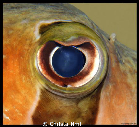 The procupine was laying in the sand watching me, so I co... by Christa Nmi 
